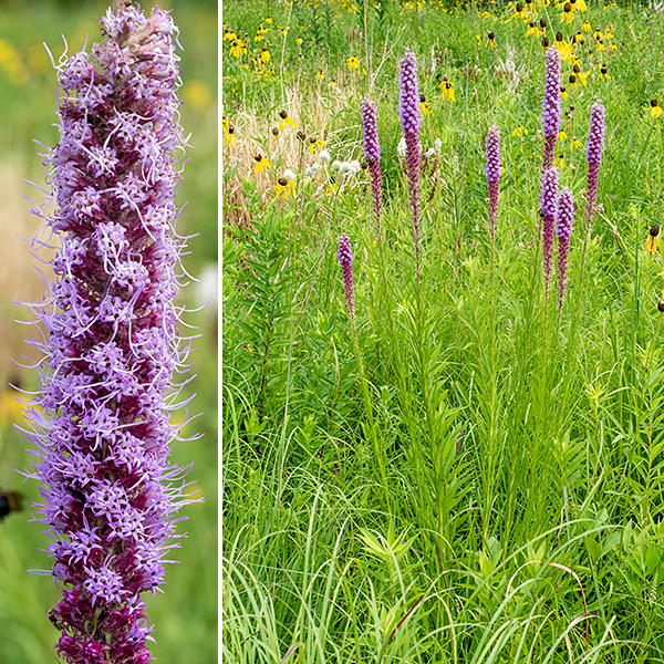 Prairie blazing star is a striking plant up to 4' tall. The stem is stout, round in section with fine longitudinal ridges and scattered, white hairs. The basal leaves (and the lower stem leaves) are up to 10" long and 1/2" wide with short petioles and 3-5 main veins including a prominent central vein. Leaves are shorter higher on the stem (1" long near the inflorescence), alternate, grass-like, and mostly sessile; the stem leaves are numerous and crowded forming an ascending plume hiding the solitary stalk from view. Prairie blazing stars prefer well-watered areas. The Jackson Park blazing stars bloom in the order cylindrical, prairie, rough, marsh, and Rocky Mountain; in relative abundance, rough is the most common, followed by cylindrical, prairie, marsh, and Rocky Mountain. Quick key to the Jackson Park blazing stars: bracts covering base of the flowerhead are (1) sharply pointed (-> cylindrical), (2) recurved away from flower, flaring (-> prairie), (3) tip round, closely appressed (-> marsh), (4) margins with tiny teeth, rolled under (-> rough if flower stalk is very short, Rocky Mountain if flower stalk about same length as flowerhead).