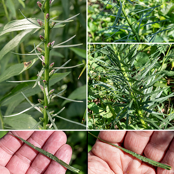 Marsh blazing star is 2-5' tall and unbranched. Stem leaves are up to 10" long and 8 mm across, alternate but appearing to be whorled because of their dense packing. Marsh blazing star is similar to prairie blazing star in appearance, but the bracts of prairie blazing star are highly recurved (like the scales on a dry pine cone). Quick key to the Jackson Park blazing stars: bracts covering base of the flowerhead are (1) sharply pointed (-> cylindrical), (2) recurved away from flower, flaring (-> prairie), (3) tip round, closely appressed (-> marsh), (4) margins with tiny teeth, rolled under (-> rough if flower stalk is very short, Rocky Mountain if flower stalk about same length as flowerhead).
