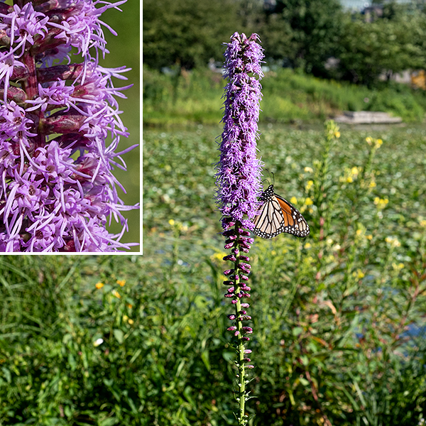 Marsh blazing star is 2-5' tall and unbranched. Stem leaves are up to 10" long and 8 mm across, alternate but appearing to be whorled because of their dense packing. Flower spikes are 4-18" long extensions of the main stem, crowded with pinkish-purple flowerheads facing in all directions. Individual flowerheads are about 8 mm across; ray florets are absent and the 4-10 disc florets dominate. Marsh blazing star is similar to prairie blazing star in appearance, but the bracts of prairie blazing star are highly recurved (like the scales on a dry pine cone). Quick key to the Jackson Park blazing stars: bracts covering base of the flowerhead are (1) sharply pointed (-> cylindrical), (2) recurved away from flower, flaring (-> prairie), (3) tip round, closely appressed (-> marsh), (4) margins with tiny teeth, rolled under (-> rough if flower stalk is very short, Rocky Mountain if flower stalk about same length as flowerhead).