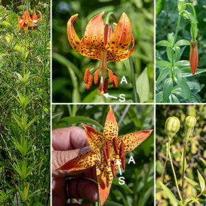 Michigan lily is a moderately tall (up to 4.5'), slender, graceful plant.  The flowers are 2-3" wide, dangling from 4-8" long stalks shaped like a shepherd's crook. The six tepals are yellow-orange to orange-red with purplish-brown spots scattered across their surface; the tips of the tepals are strongly recurved so the tips almost touch the base of the flower. There are six stamens with greenish-white filaments and large (1/2" long), reddish-brown anthers; a robust, yellowish-white style with a large 3-lobed, orange-red stigma. The 1.5" long seedpods are six-lobed, egg-shaped, and internally divided into three compartments. The Illinois Wildflowers website (www.illinoiswildflowers.info/) says that Michigan lily is "uncommon" but it is widespread on Wooded island and the west shore of West Lagoon in Jackson Park. Michigan lilies are easily distinguished from day lilies (Hemerocallis fulva) by the abundant spots on the tepals of the former, the tepals recurved so that they nearly touch the flower base, and the presence of stem leaves deployed in whorls along the stem.