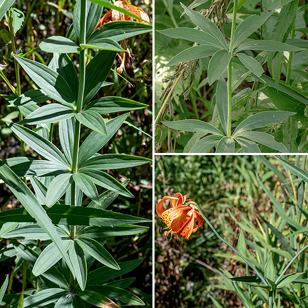 Michigan lily stems are unbranched and usually hairless, round in section, a medium-green in color. The leaves are blade-like, 2.5-5" long and 1/4-3/4" wide, tapering at both ends, sessile, with parallel veins, and untoothed margins (although the margins and the underside of the leaves are rough to the touch from minute teeth), usually in whorls of 3-7 along the stem although solitary leaves may occur near the top of the stem. The flowers are 2-3" wide, dangling from 4-8" long stalks shaped like a shepherd's crook. The Illinois Wildflowers website (www.illinoiswildflowers.info/) says that Michigan lily is "uncommon" but it is widespread on Wooded island and the west shore of West Lagoon in Jackson Park. Michigan lilies are easily distinguished from day lilies (Hemerocallis fulva) by the abundant spots on the tepals of the former, the tepals recurved so that they nearly touch the flower base, and the presence of stem leaves deployed in whorls along the stem.