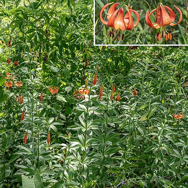 Michigan lily is a moderately tall (up to 4.5'), slender, graceful plant. The stem is unbranched and usually hairless, round in section, a medium-green in color. The leaves are blade-like, 2.5-5" long and 1/4-3/4" wide, tapering at both ends, sessile, with parallel veins, and untoothed margins (although the margins and the underside of the leaves are rough to the touch from minute teeth), usually in whorls of 3-7 along the stem although solitary leaves may occur near the top of the stem. The flowers are 2-3" wide, dangling from 4-8" long stalks shaped like a shepherd's crook. The Illinois Wildflowers website (www.illinoiswildflowers.info/) says that Michigan lily is "uncommon" but it is widespread on Wooded island and the west shore of West Lagoon in Jackson Park. Michigan lilies are easily distinguished from day lilies (Hemerocallis fulva) by the abundant spots on the tepals of the former, the tepals recurved so that they nearly touch the flower base, and the presence of stem leaves deployed in whorls along the stem.