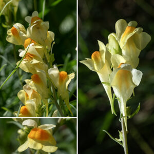 Butter-and-eggs (aka, toadflax) is an exotic, native to Europe and Asia. The stem is 1-2' tall, usually unbranched, terminating in an elongate (3-6" long) flower spike. The 1" long, yellow and orange, snapdragon-like flowers with a long nectar spur are distinctive. The vertically-oriented, tubular corolla has an upper and lower lip, each divided into two lobes that curve away from the axis of the flower. There are four fertile stamens of two distinct lengths hidden inside the corolla and a single style. The flowers are mostly pollinated by bumblebees, which are strong enough to push their way into the flower and have a long enough tongue to access the nectar.