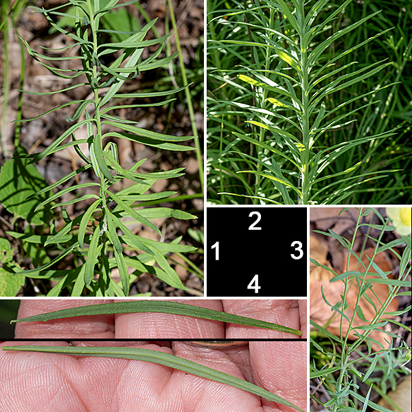Butter-and-eggs (aka, toadflax) is an exotic, native to Europe and Asia. The elongate, bluish- or grey-green leaves (2.5" long, 4 mm wide) are sessile, densely attached around the stem either opposite each other or in whorls. The stem is 1-2' tall, usually unbranched, terminating in an elongate (3-6" long) flower spike. Dalmatian toadflax (Linaria dalmatica) is similar to butter-and-eggs, but has broad leaves and all-yellow flowers.