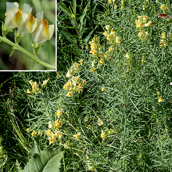 Butter-and-eggs The 1" long, yellow and orange, snapdragon-like flowers with a long nectar spur are distinctive. The vertically-oriented, tubular corolla has an upper and lower lip, each divided into two lobes that curve away from the axis of the flower. There are four fertile stamens of two distinct lengths hidden inside the corolla and a single style. The flowers are mostly pollinated by bumblebees, which are strong enough to push their way into the flower and have a long enough tongue to access the nectar.  Dalmatian toadflax (Linaria dalmatica) is similar to butter-and-eggs, but has broad leaves and all-yellow flowers.