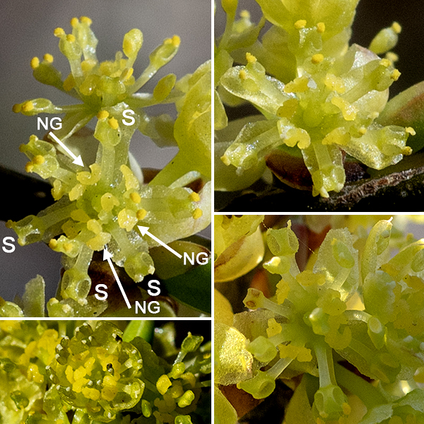 Spicebush is a highly branched, woody shrub that reaches heights of 5-15'. It blooms very early in the spring — March and April in Jackson Park, before most plants have leafed out — so it is one of the few spots of color in a grey landscape. When spicebush blooms, leaves are not yet present; the small clusters of yellow flowers have the stage all to themselves. Some specimens have only a single sex of flower (pistillate or staminate); less commonly, spicebush plants may bear "perfect" flowers with both functional male (stamens) and female (pistils) organs. Individual flowers are about 1/4" across, pastel-yellow, with six yellow, petal-like tepals. Male flowers have nine stamens in three groups of three, each group associated with a two-lipped, yellow nectary; The anthers are bright yellow. Female flowers have an ovary with a single pistil and 6-18 non-functional pseudo-stamens; the stigma is large, bright white, and rough-surfaced. The flowers are said to have "an unusually sweet fragrance." The fruit is a fleshy drupe with a single stone; it turns bright red in the late summer/early fall.