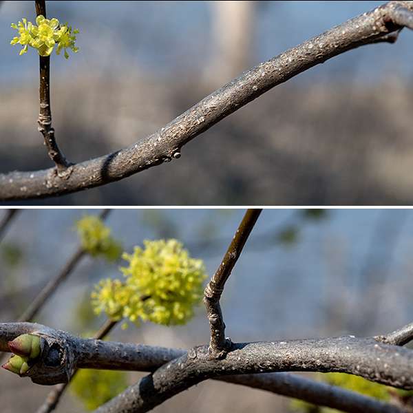 Spicebush is a highly branched, woody shrub that reaches heights of 5-15'. It blooms very early in the spring — March and April in Jackson Park, before most plants have leafed out — so it is one of the few spots of color in a grey landscape. Branches and the central trunk (which may not be present) are slender, covered with brown shiny bark with scattered white lenticels. When spicebush blooms, leaves are not yet present; the small clusters of yellow flowers have the stage all to themselves. Some specimens have only a single sex of flower (pistillate or staminate); less commonly, spicebush plants may bear "perfect" flowers with both functional male (stamens) and female (pistils) organs. Individual flowers are about 1/4" across, pastel-yellow, with six yellow, petal-like tepals. Male flowers have nine stamens in three groups of three, each group associated with a two-lipped, yellow nectary; The anthers are bright yellow. Female flowers have an ovary with a single pistil and 6-18 non-functional pseudo-stamens; the stigma is large, bright white, and rough-surfaced. The flowers are said to have "an unusually sweet fragrance." The fruit is a fleshy drupe with a single stone; it turns bright red in the late summer/early fall.