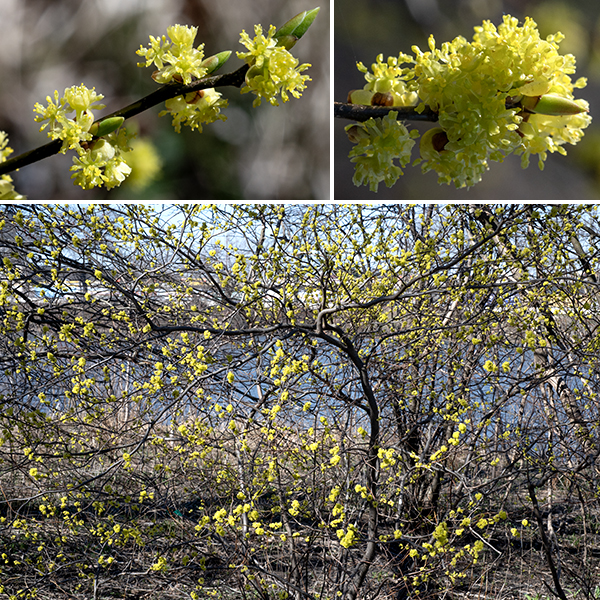 Spicebush is a highly branched, woody shrub that reaches heights of 5-15'. It blooms very early in the spring — March and April in Jackson Park, before most plants have leafed out — so it is one of the few spots of color in a grey landscape. Branches and the central trunk (which may not be present) are slender, covered with brown shiny bark with scattered white lenticels. Leaves are alternate and confined to new twigs and branchlets.