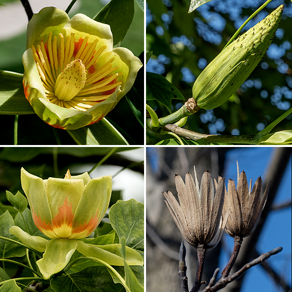 Tulip trees are the tallest native hardwood — one living specimen is 190' tall, the tallest tree east of the Mississippi. (Most tulip trees are in the 80-100' range). Illinois is on the western edge of tulip trees' range, but it is the state tree of Indiana (and Tennessee). Tulip trees have a single trunk and (usually) a pyramidal crown; the bark is gray with whitish furrows. Flowers arise on short stalks in leaf axils. Each flower is bell-shaped, erect, 2-3" across, and ~2.5" tall; there are 9 tepals — 3 pale green sepal-like tepals reflected downward and 6 fleshy petal-like tepals, yellowish-green to green in their upper half with an broad orange stripe below; the very base of the petal is pale yellow-green. In the middle of the flower is a tall (2.5") conical cluster of 60-100 pistils (the receptacle); surrounding the receptacle are 20-50 white stamens with yellow anthers. The fruit is a 1.5" long winged seed (samara) reminiscent of an ash seed; the ovate seed lies at one end of a long, thin wing with a central ridge. The leaves alone are sufficient for a confident identification; in flower or in the fall when the receptacle has produced a crown-like circlet of woody, persistant basal samaras, tulip trees are unmistakable.