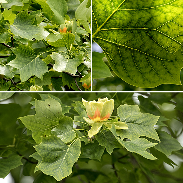 Tulip tree leaves have 1-2 pairs of pointed basal lobes and a pair of terminal lobes, again with pointed tips, giving the leaf tip a shallow V-shaped profile; the leaves are nearly square in outline, 4-7" long and across, glossy, dark green, with smooth margins and 2-6" long petioles.