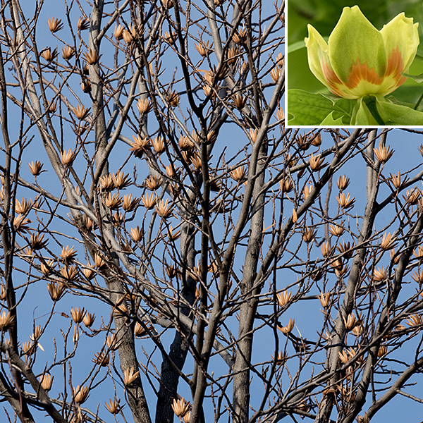 Tulip trees are the tallest native hardwood — one living specimen is 190' tall, the tallest tree east of the Mississippi. (Most tulip trees are in the 80-100' range). Illinois is on the western edge of tulip trees' range, but it is the state tree of Indiana (and Tennessee). Tulip trees have a single trunk and (usually) a pyramidal crown; the bark is gray with whitish furrows. The fruit is a 1.5" long winged seed (samara) reminiscent of an ash seed; the ovate seed lies at one end of a long, thin wing with a central ridge. The leaves alone are sufficient for a confident identification; in flower or in the fall when the receptacle has produced a crown-like circlet of woody, persistant basal samaras, tulip trees are unmistakable.