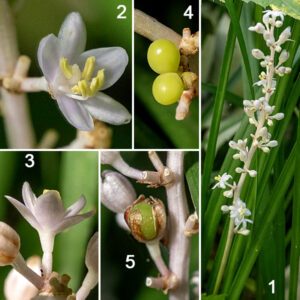 Liriope spicata is native to east and south-east Asia but was introduced to North America (specifically Illinois and Alabama) as a ground cover — it is perennial and evergreen. A single plant grows 6-18" tall and 12-24" across; it does not tolerate foot traffic. The arching leaves are dark green, grass-like, 18" long and 1/4" across, with minutely-serrated edges and parallel venation. The inflorescence is a spike-like, brownish-white rachis covered with off white or pale lavender flowers. The flowers have six elongate oval tepals, six stamens with yellow anthers, and a stubby white style about the same length as the stamens. The fruit is a berry that is initially green, turning blackish as it matures.