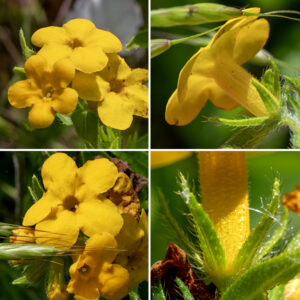 Hairy puccoon flowers are 3/4" across with a VERY hairy, green calyx with five sharply-triangular teeth , a yellow to yellow-orange tubular corolla with five widely-spreading rounded lobes, five stamens hidden inside the corolla beneath the throat, and a single style with a two-lobed, disc-like stigma. The flowers of hairy puccoon are heterostylous; i.e., either they have long stamens (~14 mm) and a short style (2-5 mm) or short stamens (~3 mm) with a long style (5-12 mm), but neither the anthers nor the stigma extend beyond the throat of the corolla (although they may get close). Hairy puccoon is very similar to hoary puccoon (L. canescens) but with stems that are less hairy and the hairs are "disorganized." The calyx at the base of the floral tube are very hairy in both species, but the teeth of the calyx in L. caroliniense have a distinct keel running down their midline. (I.e., subspecies L. caroliniense croceum.) Flowers of hairy puccoon are larger — up to 1" vs. 1/2" in hoary puccoon. The fruit is an egg-shaped nutlet, white when mature.