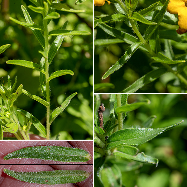 Hairy puccoon is a small plant (1-2.5' tall) with a single or multiple stems, unbranched except at the top; it prefers somewhat sandy soils. The stems are robust, round in section or shallowly grooved, light green, and VERY hairy. The leaves are alternate, 1.5-3" long, 1/4-3/4" wide, sessile, covered with stiff, glistening hairs, and elongate with a tapering, blunt tip. The margins of the leaves are toothless but have a fringe of stiff hairs. Hairy puccoon is very similar to hoary puccoon (L. canescens) but with stems that are less hairy and the hairs are "disorganized." The calyx at the base of the floral tube are very hairy in both species, but the teeth of the calyx in L. caroliniense have a distinct keel running down their midline. (I.e., subspecies L. caroliniense croceum.)