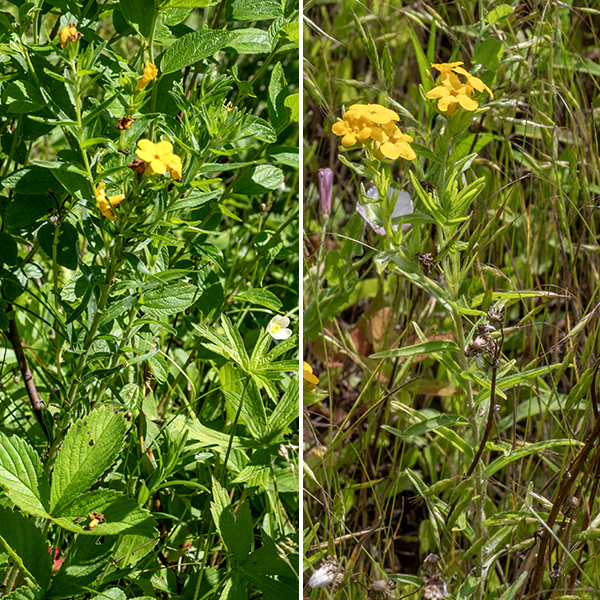 Hairy puccoon is a small plant (1-2.5' tall) with a single or multiple stems, unbranched except at the top; it prefers somewhat sandy soils.