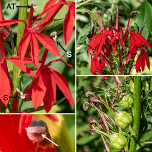 Cardinal flower is an unmistakable bright red (rarely white), orchid-like flower that prefers wet habitats. A mature plant is 2-3.5' tall; the stem is light green, round in section, and hairy. The stem terminates in a 1/2-1.5' long raceme of bright red flowers. At the base of the flower is a green calyx with five very long, narrow, usually-spreading lobes. The corolla is 1-1.5" long and 3/4-1" across; it is strikingly vertically-oriented. Rising above the two lateral corolla lobes and a third, three-lobed, central lip is a tubular structure that contains the fused filaments of the five stamens; the anther tubules are brush-like grayish structures at the downturned tip. The stigma runs up the center of this tube; it remain hidden for a time behind a pair of lips for a time, then the style elongates and emerges from the tip of the tube as a two-lobed stigma. The reproductive structures are precisely positioned to touch (and transfer pollen with) the head of a hummingbird drinking nectar from the flower. The fruit is a small, hemispherical, 1/4-1/2" capsule hidden in the remnants of the calyx. Nothing else in Illinois looks even vaguely like cardinal flowers.