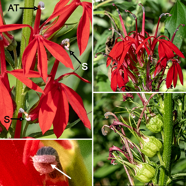 Cardinal flower is an unmistakable bright red (rarely white), orchid-like flower that prefers wet habitats. A mature plant is 2-3.5' tall; the stem is light green, round in section, and hairy. The stem terminates in a 1/2-1.5' long raceme of bright red flowers. At the base of the flower is a green calyx with five very long, narrow, usually-spreading lobes. The corolla is 1-1.5" long and 3/4-1" across; it is strikingly vertically-oriented. Rising above the two lateral corolla lobes and a third, three-lobed, central lip is a tubular structure that contains the fused filaments of the five stamens; the anther tubules are brush-like grayish structures at the downturned tip. The stigma runs up the center of this tube; it remain hidden for a time behind a pair of lips for a time, then the style elongates and emerges from the tip of the tube as a two-lobed stigma. The reproductive structures are precisely positioned to touch (and transfer pollen with) the head of a hummingbird drinking nectar from the flower. The fruit is a small, hemispherical, 1/4-1/2" capsule hidden in the remnants of the calyx. Nothing else in Illinois looks even vaguely like cardinal flowers.