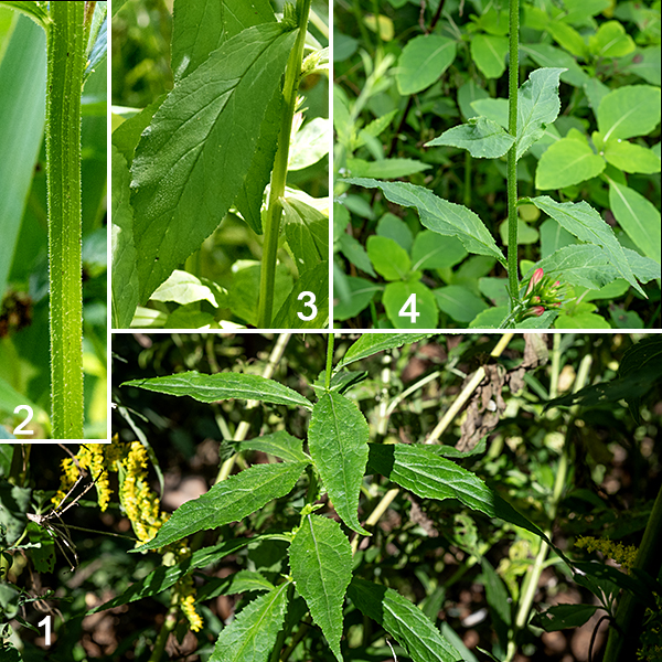 Cardinal flower is an unmistakable bright red (rarely white), orchid-like flower that prefers wet habitats. A mature plant is 2-3.5' tall; the stem is light green, round in section, and hairy. The leaves are alternate, up 6" long and 1/3 as wide, but typically more like 3" long; upper stem leaves are sessile while the lower leaves have short petioles. The leaves are lance-shaped, and coarse to finely serrated; the two halves of the leaf blade tend to fold upwards around the midline, often forming a trough.
