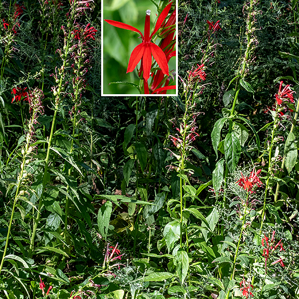 Cardinal flower is an unmistakable bright red (rarely white), orchid-like flower that prefers wet habitats. A mature plant is 2-3.5' tall; the stem is light green, round in section, and hairy. The leaves are alternate, up 6" long and 1/3 as wide, but typically more like 3" long; upper stem leaves are sessile while the lower leaves have short petioles. The leaves are lance-shaped, and coarse to finely serrated; the two halves of the leaf blade tend to fold upwards around the midline, often forming a trough. The stem terminates in a 1/2-1.5' long raceme of bright red flowers. At the base of the flower is a green calyx with five very long, narrow, usually-spreading lobes. The corolla is 1-1.5" long and 3/4-1" across; it is strikingly vertically-oriented. Rising above the two lateral corolla lobes and a third, three-lobed, central lip is a tubular structure that contains the fused filaments of the five stamens; the anther tubules are brush-like grayish structures at the downturned tip. The stigma runs up the center of this tube; it remain hidden for a time behind a pair of lips for a time, then the style elongates and emerges from the tip of the tube as a two-lobed stigma. The reproductive structures are precisely positioned to touch (and transfer pollen with) the head of a hummingbird drinking nectar from the flower. The fruit is a small, hemispherical, 1/4-1/2" capsule hidden in the remnants of the calyx. Nothing else in Illinois looks even vaguely like cardinal flowers.