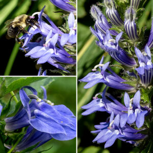 Great blue lobelia's flower spike is 0.5-2' long, densely covered by blue-violet flowers with white stripes. individual flowers are about 1" across, the apex angled upwards, with a green, very hairy calyx with five long, narrow teeth and the bell-shaped corolla a tube that splits distally into in an upper and a lower lip, each with long white hairs on their outer surfaces. The lower lip consists of three lance-shaped, descending lobes with white patches near their bases; the upper lip has two lobes that flank on either side a cylindrical structure (five bluish stamen filaments fused with and surrounding the style) with a down-turned tip (the stigma) surrounded by brush-like anther "beards". The flower stalk and calyx are green and densely hairy. Like most lobelias, great blue lobelia contains toxic alkaloids that can produce serious symptoms; keep pets away. This species is unlikely to be confused with any other. If mystified by the flower structure, see http://iowaplants.com/flora/family/Campanulaceae/lobelia/l_siphilitica/Lobelia_siphilitica.html.