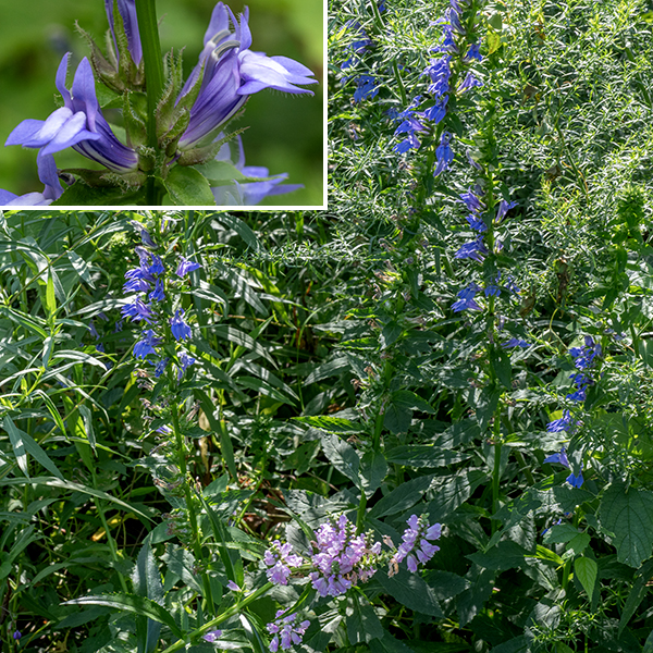 The central stem of great blue (or just "blue") lobelia is up to 4' long, round or angular in section, sometimes narrowly winged, and variably hairy. Like most lobelias, great blue lobelia contains toxic alkaloids that can produce serious symptoms; keep pets away. This species is unlikely to be confused with any other. If mystified by the flower structure, see http://iowaplants.com/flora/family/Campanulaceae/lobelia/l_siphilitica/Lobelia_siphilitica.html.