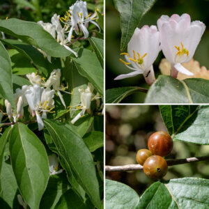 Amur honeysuckle flowers occur in near-sessile pairs arising from leaf axils; there is a 2 mm long flower stalk (the thickness of a U.S. five cent coin). The corolla is about 1" long and tall, white or cream-colored, consisting of four fused, vertical upper lobes and a single lower lobe at 90° to the upper lobes; this geometry creates an opening through which protrudes five long stamens with yellow anthers and the solitary pistil with a green, knobby stigma. Outer surfaces of the flower are hairy. The fruit is a 1/4" diameter, shiny-red, spherical berry, usually in clusters of 2-4, that looks rather like a large current. The berries are mildly poisonous. The berries of amur honeysuckle are very similar in appearance and distribution to the berries of Morrow's honeysuckle (Lonicera morrowii), but the berries of the former are sessile while the berries of the latter are attached to 1/2" long pedicels. In addition, the leaves of amur honeysuckle have elongated tips while the leaf tips of Morrow's honeysuckle are relatively blunt; only amur honeysuckle has sessile flowers. Please don't plant this in your garden — too often, it escapes.