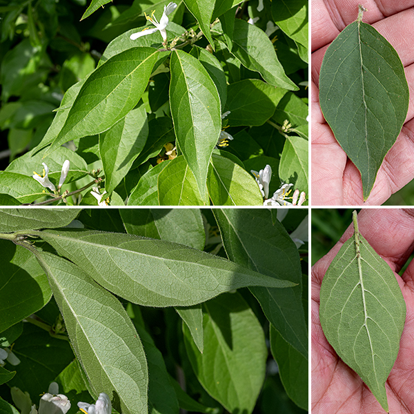 Amur honeysuckle is a highly aggressive invasive shrub that has escaped from cultivation; old specimens are highly branched and can be up to 20' tall and 15' across. The leaves are opposite, 2-3.5" long and half as wide, oval with long, slender, pointed tips and 1/4" long petioles; the leaf margins are smooth and slightly hairy. New twigs are reddish-brown, hollow, and hairy. Please don't plant this in your garden — too often, it escapes.