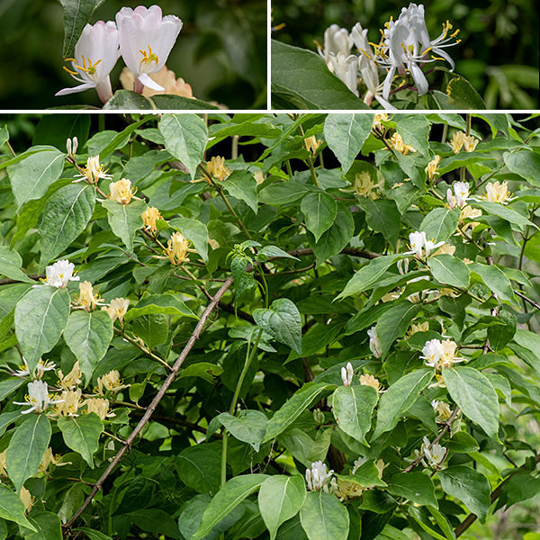 Amur honeysuckle flowers occur in near-sessile pairs arising from leaf axils; there is a 2 mm long flower stalk (the thickness of a U.S. five cent coin). The corolla is about 1" long and tall, white or cream-colored, consisting of four fused, vertical upper lobes and a single lower lobe at 90° to the upper lobes; this geometry creates an opening through which protrudes five long stamens with yellow anthers and the solitary pistil with a green, knobby stigma. Outer surfaces of the flower are hairy. The fruit is a 1/4" diameter, shiny-red, spherical berry, usually in clusters of 2-4, that looks rather like a large current. The berries are mildly poisonous. The berries of amur honeysuckle are very similar in appearance and distribution to the berries of Morrow's honeysuckle (Lonicera morrowii), but the berries of the former are sessile while the berries of the latter are attached to 1/2" long pedicels. In addition, the leaves of amur honeysuckle have elongated tips while the leaf tips of Morrow's honeysuckle are relatively blunt; only amur honeysuckle has sessile flowers. Please don't plant this in your garden — too often, it escapes.