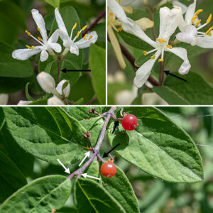 Morrow's honeysuckle is another invasive exotic, this one from northern Asia, a highly branched shrub 6-10' high that prefers disturbed woodlands and a strong competitor for space. Flowers arise in pairs from leaf axils on pedicels at least 1/2" long. Each flower consists of a tubular greyish-green calyx with five teeth covered with short hairs; a tubular corolla 3/4-1" long and across, initially white but becoming cream colored over time, with five long, narrow, widely-spreading lobes (four on the upper lip, one on the lower lip); five stamens with white filaments and yellow anthers; and a single, slender white style with a dome-shaped, green stigma. The fruit is a red berry 1/4" across. The berries of Morrow's honeysuckle are very similar in appearance and distribution to the berries of amur honeysuckle (Lonicera maackii), but the former are attached to 1/2" long or longer pedicels while the latter are sessile; in addition, the leaves of amur honeysuckle have elongated "drip tips" while the leaf tips of Morrow's honeysuckle are relatively blunt.
