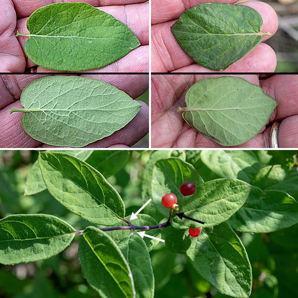 Morrow's honeysuckle leaves are opposite, 2-3" long and 3/4-1" across, oblong with blunt points on both ends. In the spring, the upper surfaces of the leaves have a dull, greyish-green cast from short but dense hairs; later in the year, the hairs disappear and  the leaves become medium-green in color. The leaf petioles are very short (8 mm). The berries of Morrow's honeysuckle are very similar in appearance and distribution to the berries of amur honeysuckle (Lonicera maackii), but the former are attached to 1/2" long or longer pedicels while the latter are sessile; in addition, the leaves of amur honeysuckle have elongated "drip tips" while the leaf tips of Morrow's honeysuckle are relatively blunt.