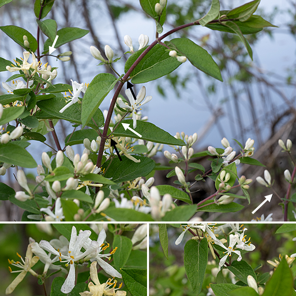 Morrow's honeysuckle is another invasive exotic, this one from northern Asia, a highly branched shrub 6-10' high that prefers disturbed woodlands and a strong competitor for space. The leaves are opposite, 2-3" long and 3/4-1" across, oblong with blunt points on both ends. In the spring, the upper surfaces of the leaves have a dull, greyish-green cast from short but dense hairs; later in the year, the hairs disappear and  the leaves become medium-green in color. The leaf petioles are very short (8 mm). Flowers arise in pairs from leaf axils on pedicels at least 1/2" long. Each flower consists of a tubular greyish-green calyx with five teeth covered with short hairs; a tubular corolla 3/4-1" long and across, initially white but becoming cream colored over time, with five long, narrow, widely-spreading lobes (four on the upper lip, one on the lower lip); five stamens with white filaments and yellow anthers; and a single, slender white style with a dome-shaped, green stigma. The fruit is a red berry 1/4" across. The berries of Morrow's honeysuckle are very similar in appearance and distribution to the berries of amur honeysuckle (Lonicera maackii), but the former are attached to 1/2" long or longer pedicels while the latter are sessile; in addition, the leaves of amur honeysuckle have elongated "drip tips" while the leaf tips of Morrow's honeysuckle are relatively blunt.