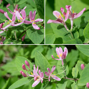 Tatarian honeysuckle's flowers arise from upper leaf axils in pairs on a 3/4-1" long  pedicles. Individual flowers are 3/4" (both long and across); there is a short (1/4") green calyx with five lobes; a pink to rosy-pink tubular corolla that flares to produce five narrow, spreading lobes — the middle two lobes on the upper lip of the corolla are vertical and fused at their base, the other two are spreading; the sole lobe on the lower lip is bent down. Protruding from the throat of the corolla are five stamens with white filaments and yellow anthers and a slender, white style with a green, dome-shaped stigma.  The fruit is a pair of 1/4" berries that turn bright red on maturity. Of the exotic honeysuckles (amur, Morrow's, tartarian) in Jackson Park, tartarian honeysuckle is the only species that is virtually hairless and the only one with reddish (as opposed to white) flowers. Please don't plant this species in your garden — too often, it escapes.