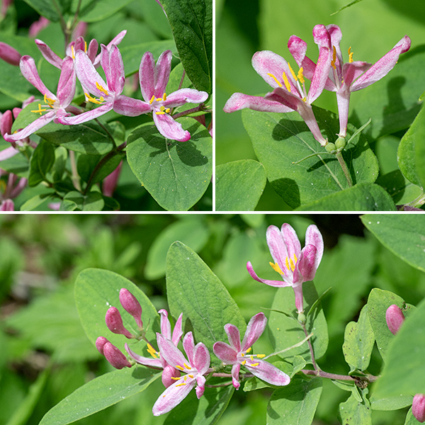 Tatarian honeysuckle's flowers arise from upper leaf axils in pairs on a 3/4-1" long  pedicles. Individual flowers are 3/4" (both long and across); there is a short (1/4") green calyx with five lobes; a pink to rosy-pink tubular corolla that flares to produce five narrow, spreading lobes — the middle two lobes on the upper lip of the corolla are vertical and fused at their base, the other two are spreading; the sole lobe on the lower lip is bent down. Protruding from the throat of the corolla are five stamens with white filaments and yellow anthers and a slender, white style with a green, dome-shaped stigma.  The fruit is a pair of 1/4" berries that turn bright red on maturity. Of the exotic honeysuckles (amur, Morrow's, tartarian) in Jackson Park, tartarian honeysuckle is the only species that is virtually hairless and the only one with reddish (as opposed to white) flowers. Please don't plant this species in your garden — too often, it escapes.