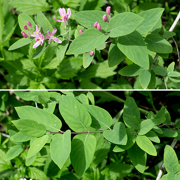 Tatarian honeysuckle is another exotic invasive honeysuckle native to Eurasia; like most such invasive honeysuckles, it is a highly-branched, multistem shrub 5-12' tall. Leaves are opposite and restricted to new growth. Individual leaves are 1.5-2.5" long and 3/5-1.5" wide, oval with smooth margins and short (1/2") petioles. Of the exotic honeysuckles (amur, Morrow's, tartarian) in Jackson Park, tartarian honeysuckle is the only species that is virtually hairless and the only one with reddish (as opposed to white) flowers. Please don't plant this species in your garden — too often, it escapes.