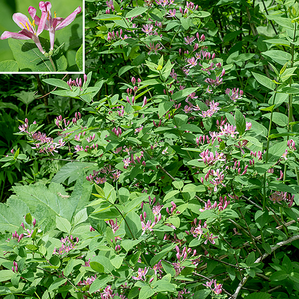 Tatarian honeysuckle is another exotic invasive honeysuckle native to Eurasia; like most such invasive honeysuckles, it is a highly-branched, multistem shrub 5-12' tall. Of the exotic honeysuckles (amur, Morrow's, tartarian) in Jackson Park, tartarian honeysuckle is the only species that is virtually hairless and the only one with reddish (as opposed to white) flowers. Please don't plant this species in your garden — too often, it escapes.