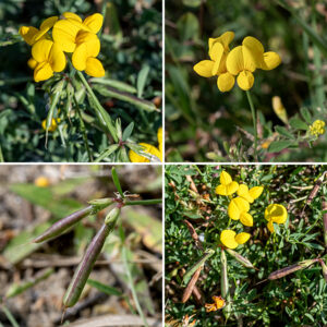 Bird's-foot trefoil  produces whorls of 3-8 flowers on the end of long stalks that arise from leaf axils. Individual flowers are bright yellow (sometimes tinted with orange), about 1/2-3/4" long and across, in the standard pea-like pattern — a single vertical petal (the standard), a pair of lateral petals (the wings) and two petals perpendicular to the standard fused for about half their length (the keel). The calyx has long, light-green teeth. There are 10 stamens (of two lengths, alternating) and a single curved style, hairy at the tip. The fruit is an 1" long, purplish-brown, pea-like pod containing about two dozen seeds with the calyx at one end and a long "beak" (the remnant of the pistil) at the other.