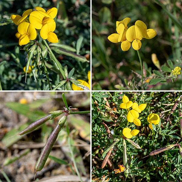 Bird's-foot trefoil  produces whorls of 3-8 flowers on the end of long stalks that arise from leaf axils. Individual flowers are bright yellow (sometimes tinted with orange), about 1/2-3/4" long and across, in the standard pea-like pattern — a single vertical petal (the standard), a pair of lateral petals (the wings) and two petals perpendicular to the standard fused for about half their length (the keel). The calyx has long, light-green teeth. There are 10 stamens (of two lengths, alternating) and a single curved style, hairy at the tip. The fruit is an 1" long, purplish-brown, pea-like pod containing about two dozen seeds with the calyx at one end and a long "beak" (the remnant of the pistil) at the other.