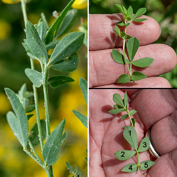 Bird's-foot trefoil is a short (1/2-2' tall), sprawling plant with alternate compound leaves. The leaves appear to be palmately compound with three leaflets (like clover leaflets, but sharply pointed on both ends), but bird's-foot trefoil leaves are actually pinnately compound with an additional, small leaflet pair at the base of the petiole (for a total of five leaflets, all about twice as long as wide and sparsely hairy). The stems are round, green, and may be either hairy or bare. Bird's-foot trefoil was introduced from Europe as cattle forage and it is often used to control erosion but is highly aggressive and can form dense colonies — the benefits of this plant do not outweigh its ecological cost.
