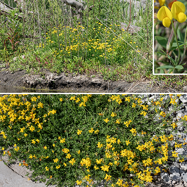 Bird's-foot trefoil is a short (1/2-2' tall), sprawling plant. Bird's-foot trefoil was introduced from Europe as cattle forage and it is often used to control erosion but is highly aggressive and can form dense colonies — the benefits of this plant do not outweigh its ecological cost.