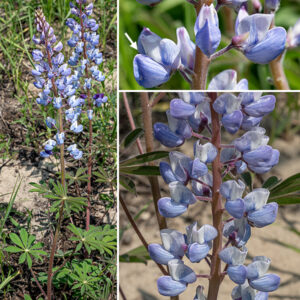 Wild lupine is Illinois' only native lupine. The plant is small (1-2.5' tall) with light- to reddish-green stems with a grey cast from profuse short hairs (as are the leaves and leaf petioles). The flowers are blue-violet, typical pea-like flowers ~3/4" long, similar in structure to wild indigo flowers (five petals — a banner, two wings, and two keels). The fruits are 1-2" long, hairy pea-like seed pods, black when mature. The palmately-compound leaves with such a profusion of leaflets are distinctive. Wild lupine is the only known host plant for the caterpillars of the Karner Blue Butterfly (Lycaeides melissa samuelis), a federally listed endangered species.
