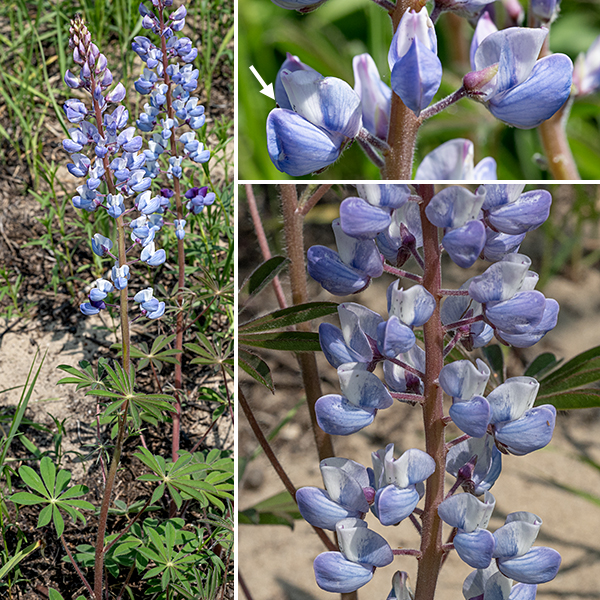 Wild lupine is Illinois' only native lupine. The plant is small (1-2.5' tall) with light- to reddish-green stems with a grey cast from profuse short hairs (as are the leaves and leaf petioles). The flowers are blue-violet, typical pea-like flowers ~3/4" long, similar in structure to wild indigo flowers (five petals — a banner, two wings, and two keels). The fruits are 1-2" long, hairy pea-like seed pods, black when mature. The palmately-compound leaves with such a profusion of leaflets are distinctive. Wild lupine is the only known host plant for the caterpillars of the Karner Blue Butterfly (Lycaeides melissa samuelis), a federally listed endangered species.