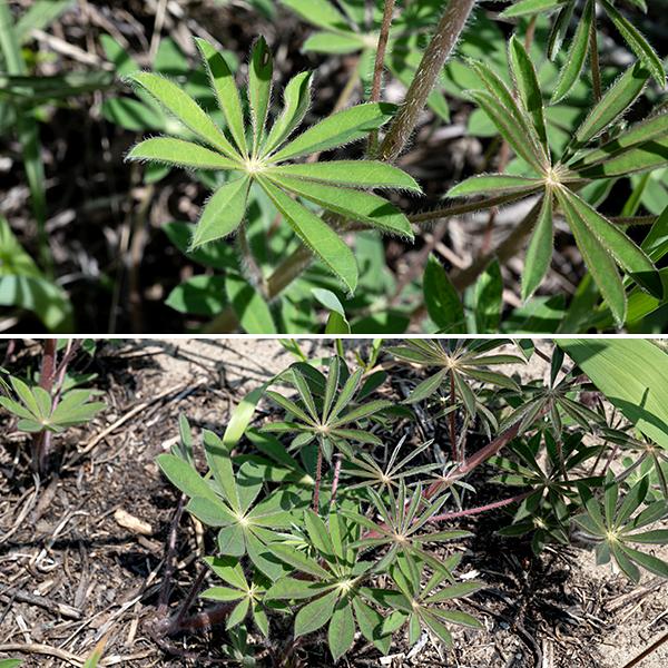 Wild lupine is Illinois' only native lupine. The plant is small (1-2.5' tall) with light- to reddish-green stems with a grey cast from profuse short hairs (as are the leaves and leaf petioles). The leaves are alternate, palmately-compound with 7-11 hairy leaflets with pointed bases and rounded ends, 4x longer than wide; the leaflets radiate from the 1-4" long petiole like an umbrella.