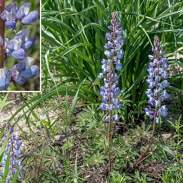 Wild lupine is Illinois' only native lupine. The plant is small (1-2.5' tall) with light- to reddish-green stems with a grey cast from profuse short hairs (as are the leaves and leaf petioles). The palmately-compound leaves with such a profusion of leaflets are distinctive. Wild lupine is the only known host plant for the caterpillars of the Karner Blue Butterfly (Lycaeides melissa samuelis), a federally listed endangered species.