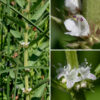American bugleweed flowers form in whorls of the axils of the middle and upper leaves. Individual flowers are 1/8" across, white with pinkish-purple spots, with a calyx about as long as floral tube with five teeth; the distal end of the short tubular corolla has five sharply-pointed, narrowly-triangular lobes. The two stamens with purple anthers and single style project well outside the mouth of the corolla. The fruits are four, flat-topped nutlets that form in the cup of the calyx. The deep, narrow lobes of the lower leaves are a characteristic of this species; they are not present in the other Lycopus species in Jackson Park.