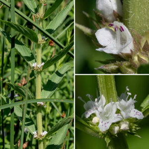 American bugleweed flowers form in whorls of the axils of the middle and upper leaves. Individual flowers are 1/8" across, white with pinkish-purple spots, with a calyx about as long as floral tube with five teeth; the distal end of the short tubular corolla has five sharply-pointed, narrowly-triangular lobes. The two stamens with purple anthers and single style project well outside the mouth of the corolla. The fruits are four, flat-topped nutlets that form in the cup of the calyx. The deep, narrow lobes of the lower leaves are a characteristic of this species; they are not present in the other Lycopus species in Jackson Park.