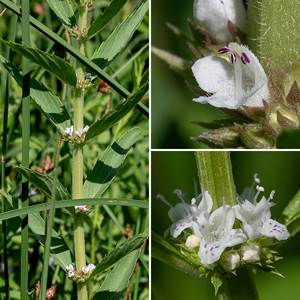 American bugleweed flowers form in whorls of the axils of the middle and upper leaves. Individual flowers are 1/8" across, white with pinkish-purple spots, with a calyx about as long as floral tube with five teeth; the distal end of the short tubular corolla has five sharply-pointed, narrowly-triangular lobes. The two stamens with purple anthers and single style project well outside the mouth of the corolla. The fruits are four, flat-topped nutlets that form in the cup of the calyx. The deep, narrow lobes of the lower leaves are a characteristic of this species; they are not present in the other Lycopus species in Jackson Park.