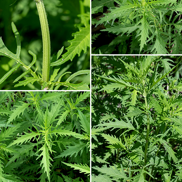 American bugleweed reaches heights of 1-3', usually unbranched. The stem is green or reddish-green, four-angled (square) in section and ridged. The leaves are opposite, up to 3" long and 3/4" across, lance-shaped with deep, narrow, rounded teeth, and sessile; lower leaves have short petioles and are narrowly lobed or even pinnatifid. The deep, narrow lobes of the lower leaves are a characteristic of this species; they are not present in the other Lycopus species in Jackson Park.