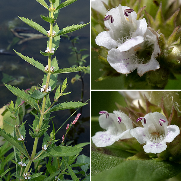 Northern bugleweed can be up to 2.5' tall; the stem is unbranched, square in section, and light green. The leaves are opposite, 1.5-4" long and a third as wide, elliptical in outline with 5-9 coarse, sharply-pointed marginal teeth on each side of the leaf. Each pair of opposite leaves is oriented at 90° to the pairs above and below. The flowers occur in whorls in the axils of the middle and upper leaves. Individual flowers are about 1/8" long. They have a light green, very short (1 mm) calyx with 4-5 triangular teeth; a white, tubular corolla with four (or five) lobes, the uppermost notched at the tip or sometimes in two parts; two stamens with purple anthers extending just out of the corolla tube; and a style with a bifurcated tip. The fruit is four nutlets with a bumpy upper surface and a depressed center, cupped in the calyx.