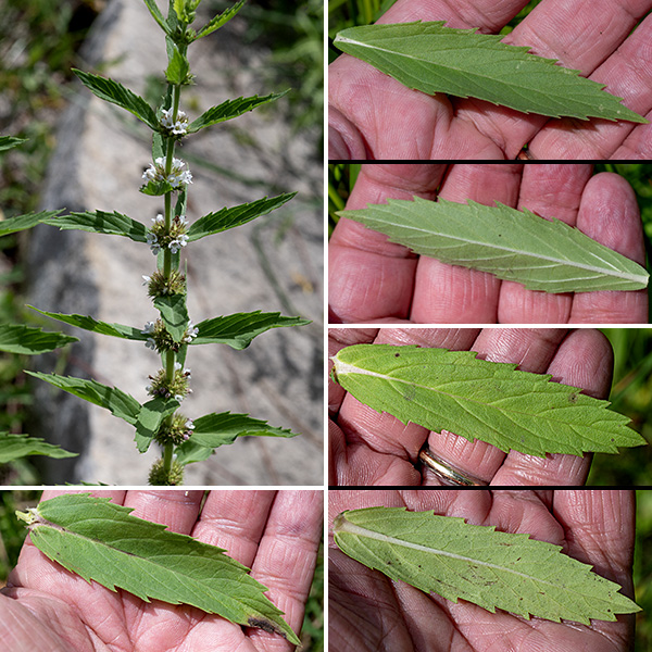 Northern bugleweed can be up to 2.5' tall; the stem is unbranched, square in section, and light green. The leaves are opposite, 1.5-4" long and a third as wide, elliptical in outline with 5-9 coarse, sharply-pointed marginal teeth on each side of the leaf. Each pair of opposite leaves is oriented at 90° to the pairs above and below. The flowers occur in whorls in the axils of the middle and upper leaves. Individual flowers are about 1/8" long. They have a light green, very short (1 mm) calyx with 4-5 triangular teeth; a white, tubular corolla with four (or five) lobes, the uppermost notched at the tip or sometimes in two parts; two stamens with purple anthers extending just out of the corolla tube; and a style with a bifurcated tip. The fruit is four nutlets with a bumpy upper surface and a depressed center, cupped in the calyx.