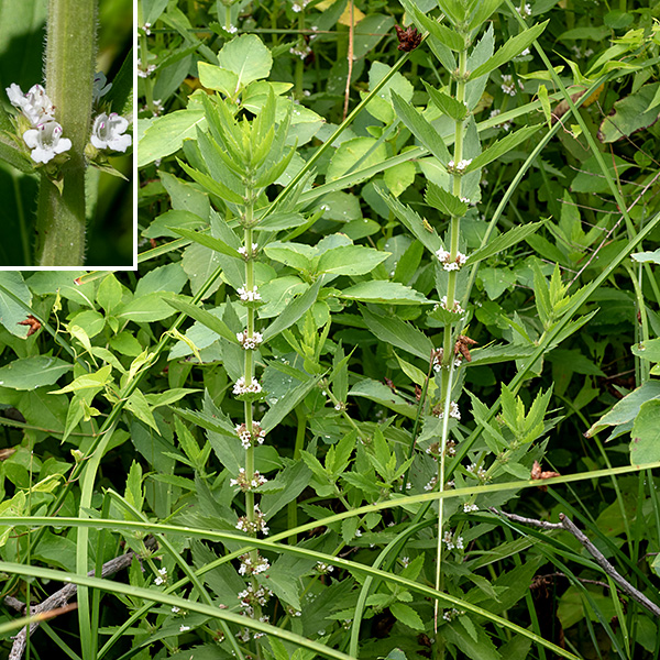 Northern bugleweed can be up to 2.5' tall; the stem is unbranched, square in section, and light green. The leaves are opposite, 1.5-4" long and a third as wide, elliptical in outline with 5-9 coarse, sharply-pointed marginal teeth on each side of the leaf. Each pair of opposite leaves is oriented at 90° to the pairs above and below. The flowers occur in whorls in the axils of the middle and upper leaves. Individual flowers are about 1/8" long. They have a light green, very short (1 mm) calyx with 4-5 triangular teeth; a white, tubular corolla with four (or five) lobes, the uppermost notched at the tip or sometimes in two parts; two stamens with purple anthers extending just out of the corolla tube; and a style with a bifurcated tip. The fruit is four nutlets with a bumpy upper surface and a depressed center, cupped in the calyx.